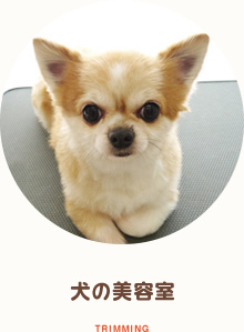 犬の美容室