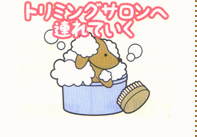 トリミングサロンへ連れていく