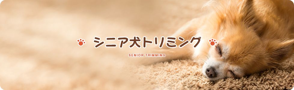 シニア犬トリミング